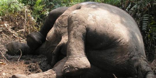 Selvi, gajah Kebon Binatang Surabaya tewas