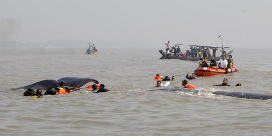 Paus mati di Pantai Muara Gembong akan ditenggelamkan