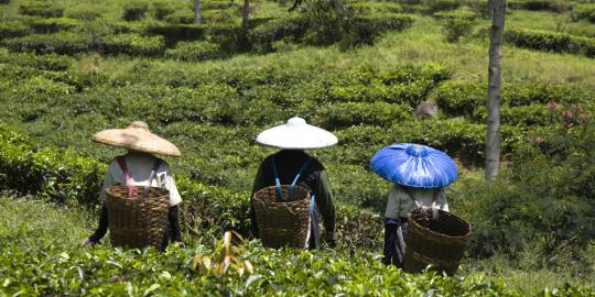 Petani di Jabar akan diberi lahan tidur