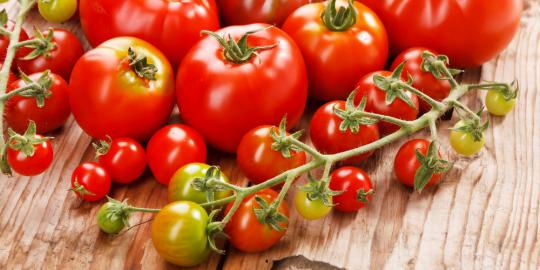 8 Langkah menanam tomat dari biji