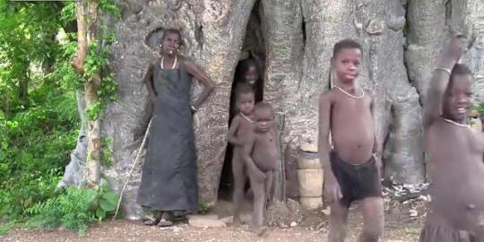 Video lucu pohon di Afrika dihuni 30 orang
