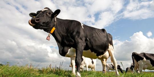 Terlalu berisik, bel sapi dilarang di Austria