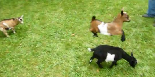 Video kambing cebol nakal disimak 2 juta orang