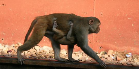 Ratusan kera di Merapi mulai serang lahan pertanian