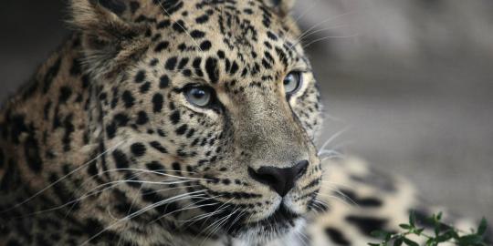 Amur leopard, kucing besar yang terancam punah