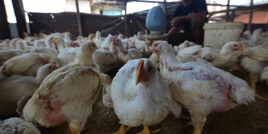 Peternakan terbakar, belasan ribu ekor ayam terpanggang