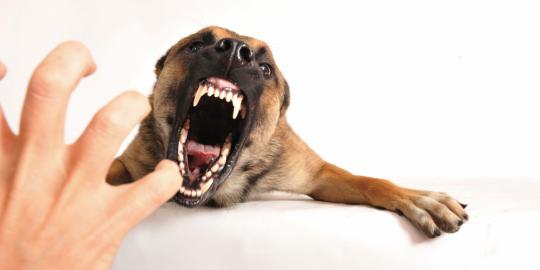 Gigitan Anjing Apa Yang Harus Dilakukan Merdeka Com