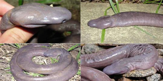 Atretochoana eiselti, amfibi dengan tubuh mirip penis