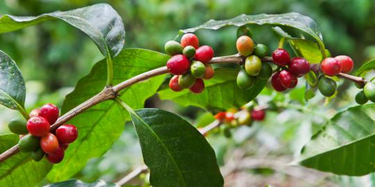 Kopi termahal terbuat dari kotoran musang liar