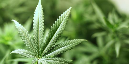 Uruguay bersiap kembangkan budidaya ganja nasional