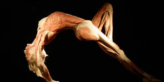 Pameran tubuh manusia plastinated (2)