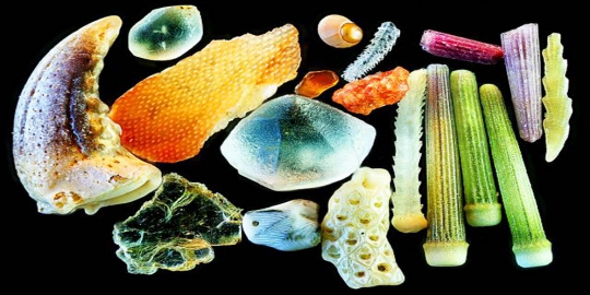 hasil foto mikroskopik