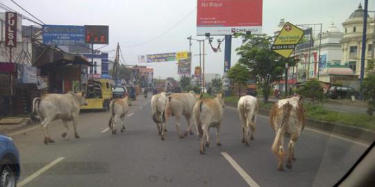 Sapi ngamuk di kantor BRI, tukang becak luka parah