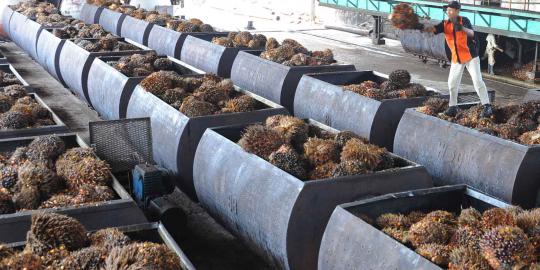 Ekspor kelapa sawit ke India akan pulih