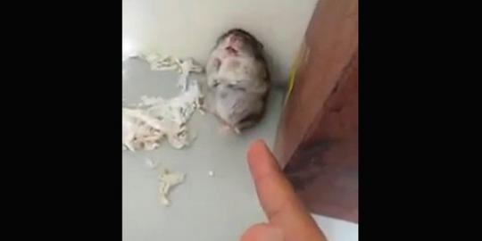 Hamster pura-pura mati ditembak