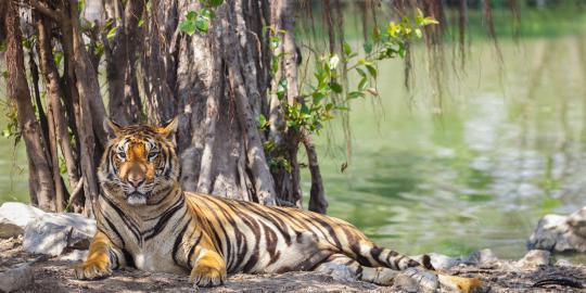 Polisi selidiki penyebab petugas Taman Safari dimakan harimau