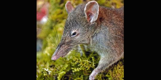 Spesies tikus ompong ditemukan di Indonesia