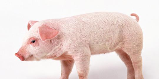 Kotoran babi jadi obat penyembuh sakit autoimun