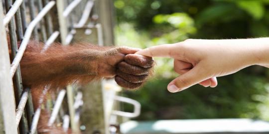 Populasi Orang Utan kian mengkhawatirkan