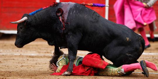 Aksi matador kewalahan saat hadapi banteng