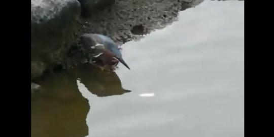 Video burung mancing ikan digemari lebih dari sejuta orang