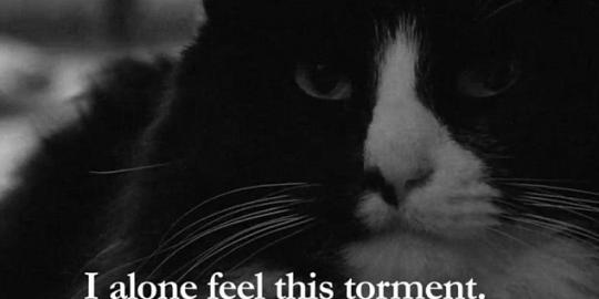 Henri 2, kucing paling tenar di jagat Internet