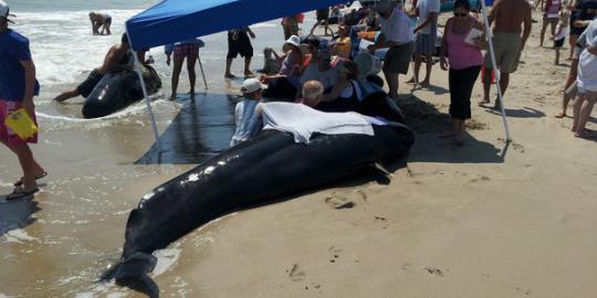 Dalam sehari puluhan paus terdampar di pantai barat Amerika