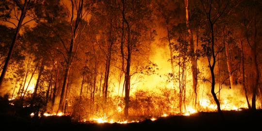 Api di Gunung Walat terus berkobar, 10 hektare lahan hangus