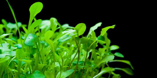 Microgreen lebih bernutrisi dari sayuran biasa