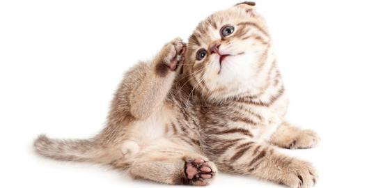 Hati-hati, parasit dari kucing sebabkan demensia