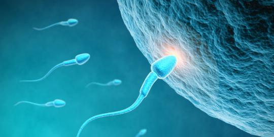 4 Makanan yang meningkatkan kualitas sperma
