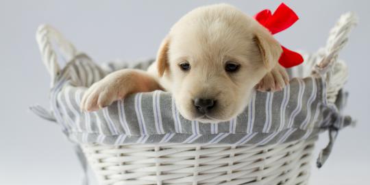 7 Hal penting yang dibutuhkan bayi anjing  merdeka com