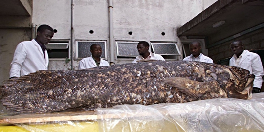 ikan raja laut