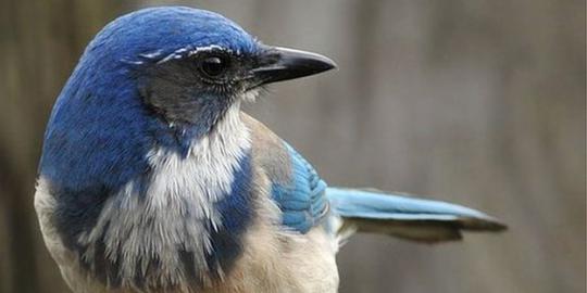 Burung Jay bisa meraba maut