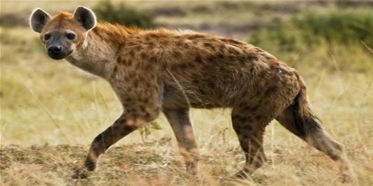 Hyena adalah hewan paling pintar di dunia