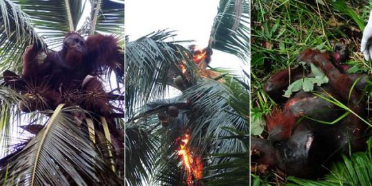 Tragedi keorangutanan di Kalimantan