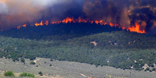 Hutan terbakar, 4 jalur pendakian ke Gunung Merbabu ditutup