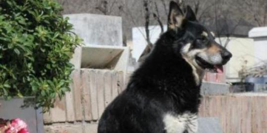 Anjing ini menjaga makam tuannya selama enam tahun 