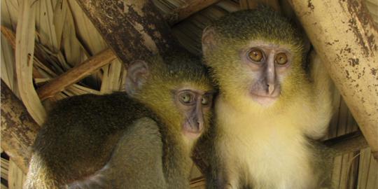 Penemuan spesies monyet baru