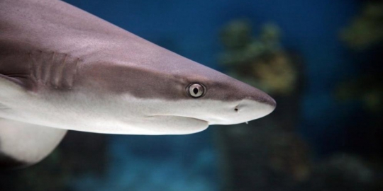 7 barang aneh yang pernah tertinggal di hotel