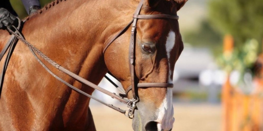 7 barang aneh yang pernah tertinggal di hotel