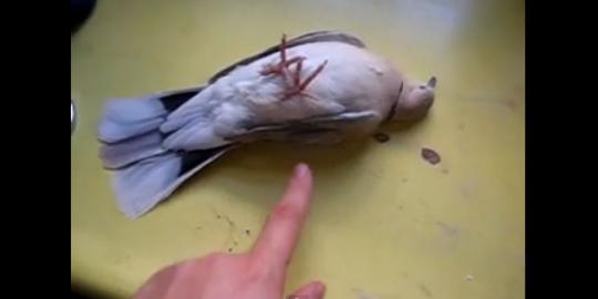 Video burung pintar pura-pura mati 
