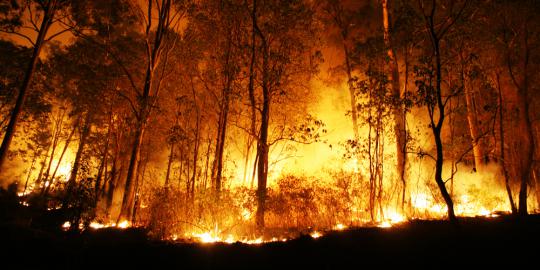 Total 150 hektare hutan lereng Sindoro terbakar