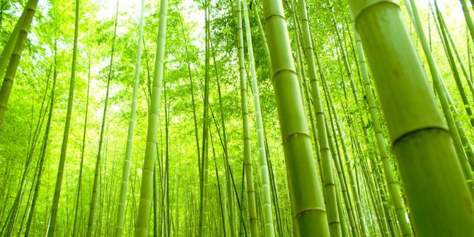  Bambu  di  Indonesia  terancam punah merdeka com