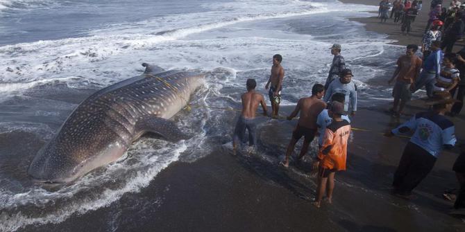 Paus Terdampar Di Pantai Santolo Garut Merdekacom