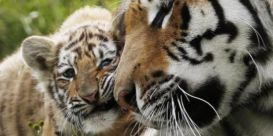 Harimau Benggala penghuni Bonbin Semarang lahirkan 4 anak