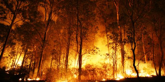 Sisi selatan Gunung Sindoro kembali terbakar