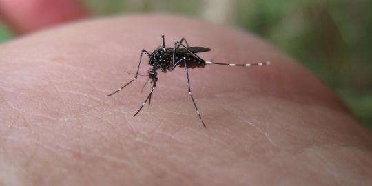 Senjata penakluk malaria sudah ditemukan?