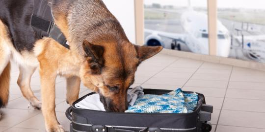 Bea Cukai beli 50 anjing pelacak seharga Rp 7,5 miliar