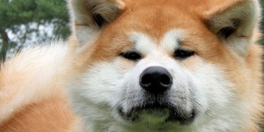 10 anjing paling mahal sejagat